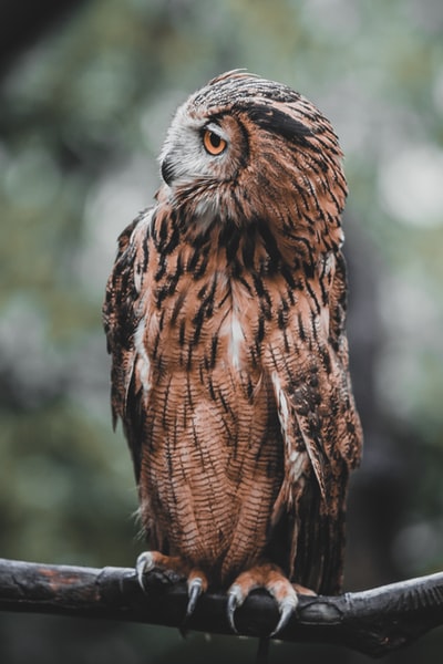 Tilt shift lens in the brown and white owl
